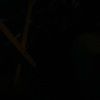 rob_r